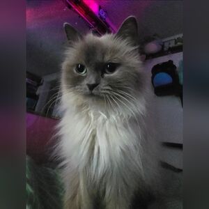 Meet your Posher, Nacho